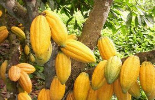 Exportations de produits agricoles : Le Bonheur est dans le cacao