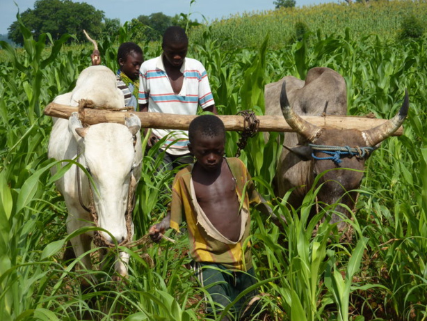 Agriculture : Les petits exploitants africains peuvent tirer leur épingle du jeu