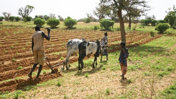 Mauritanie : le FIDA accorde 21 millions de dollars pour renforcer la sécurité alimentaire