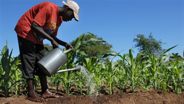 Statistiques agricoles : Une conférence s’ouvre à Dakar