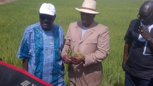 Agriculture : Macky  Sall veut une évaluation du Programme national d’autosuffisance en riz