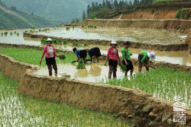 Riz : La production en recul de 0,02% en Mars