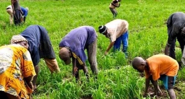 Agriculture : Macky Sall veut le succès de la campagne arachidière