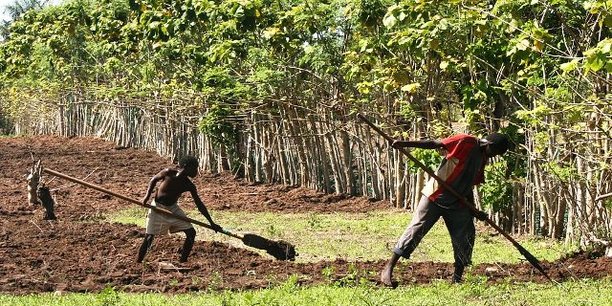 Dans la vallée du fleuve Sénégal, l'agriculture perd le quart de ses financements