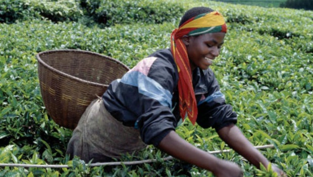 Entendre les voix des jeunes agriculteurs africains