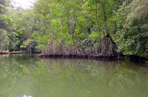 Restauration de la Mangrove : Un projet de 5 milliards de FCfa de l’Afd annoncé