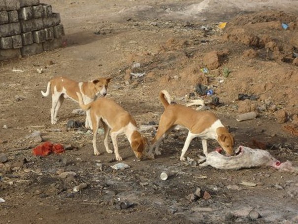 Sénégal  : un programme national de lutte contre la rage d’un coût de 764 millions de francs CFA élaboré