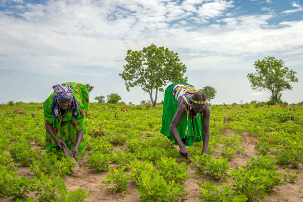 PAM/Giulio d'Adamo Dfemmes travaillent dans un champ de l'État de Jubek, au Soudan du Sud, où le Programme alimentaire mondial promeut une agriculture durable pour renforcer les revenus et les moyens de subsistance.