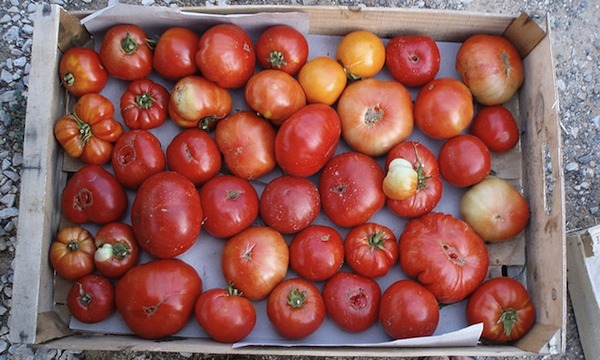 Lancement de projets de recherche : Le CORAF pour la promotion de la productivité des légumes traditionnels