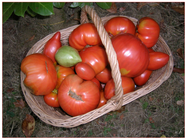 Contreperformance de la filière  tomate : Un déficit de production de 35.000 tonnes dans la vallée.