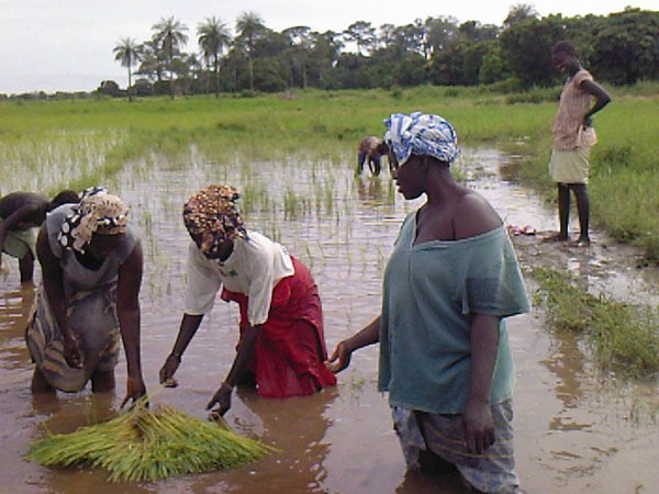 Colloque sur l’Agriculture et la Sécurité alimentaire : Les femmes s’investissent dans la sécurité alimentaire