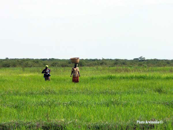 Casamance : 20 milliards de FCFA pour stimuler l’agriculture et améliorer les routes