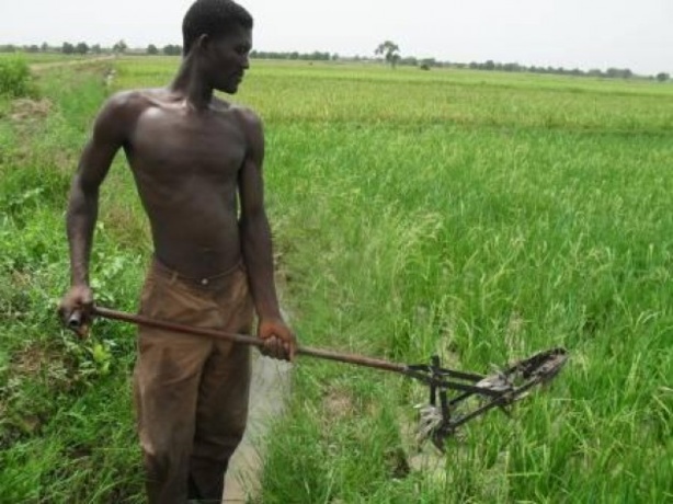 Campagnes agricoles 2013/ 2014 : Inondations des Cultures dans plusieurs régions