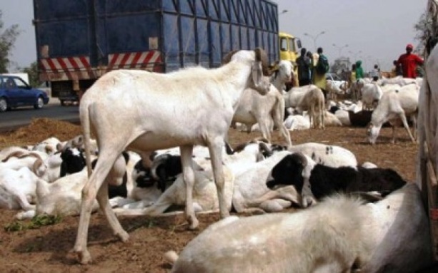 TABASKI : Vélingara : le mouton se fait désirer dans les marchés