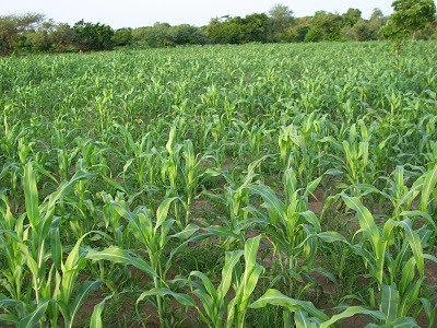 Afrique de l'Ouest: Technologie du « Zaï » dans l'agriculture - Vulgariser la pratique pour accroître la production au Sahel