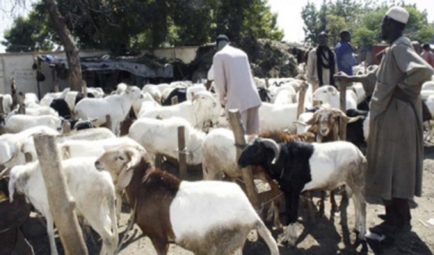 Tabaski 2013 : A quelques heures,  le prix du mouton reste toujours élevé