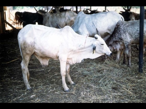 300.000 doses de vaccin disponibles contre la péripneumonie contagieuse bovine