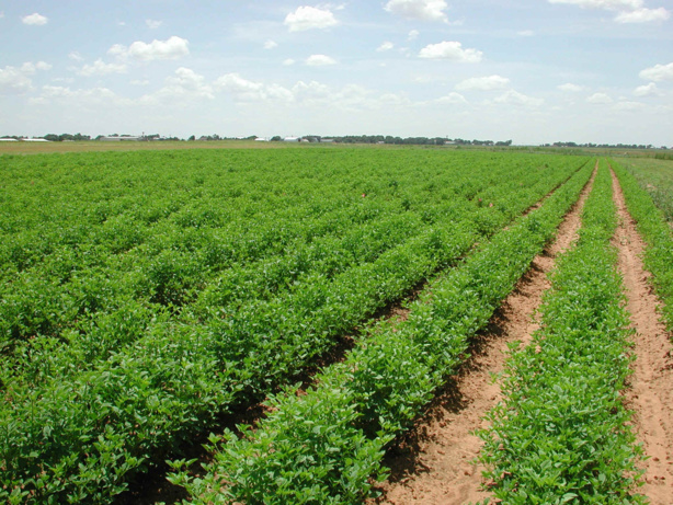 Afrique: L'agriculture peut transformer l'Afrique en dépit des changements climatiques, selon la CEA.