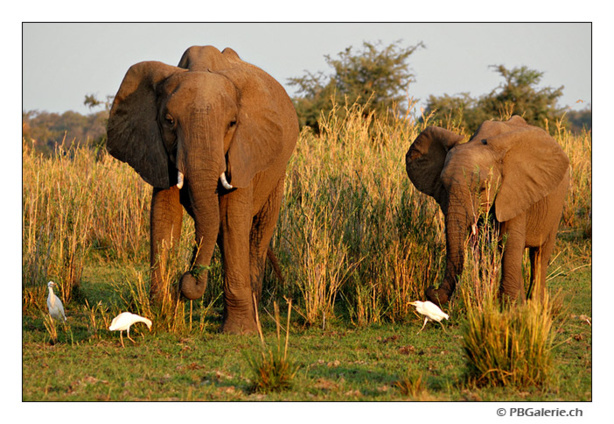 Afrique: Lutte contre le braconnage - Le Botswana accueille un sommet sur l'avenir des éléphants d'Afrique