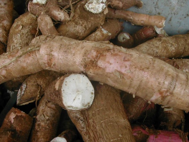 Le manioc fait vivre 500 millions de personnes dans le monde