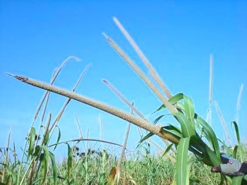 Sénégal : le Projet d’appui aux filières agricoles commence à porter ses fruits