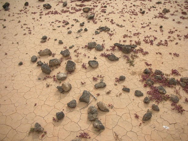 Afrique: Des centaines de millions d'hectares de terres menacées de dégradation, selon l'ONU