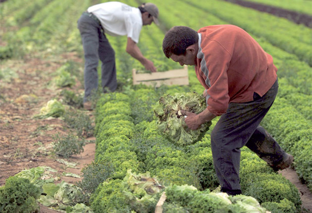 L'agroalimentaire a un potentiel élevé au Sénégal