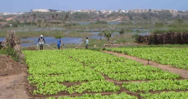 Agriculture : Plaidoyer pour la mobilisation des acteurs autour de la relance  du secteur agricole