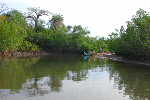 Casamance : la relance de la riziculture de mangrove est un grand défi