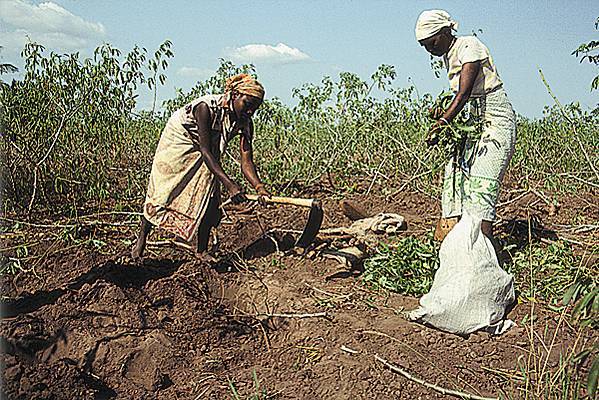 Afrique: Les artistes africains chantent pour soutenir l'agriculture