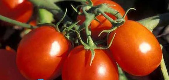 SENEGAL : Tomate : des producteurs souhaitent la réouverture de la deuxième usine de Dagana