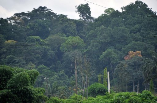 Afrique: Sauver la dernière forêt tropicale intacte d'Afrique de l'ouest par le tourisme