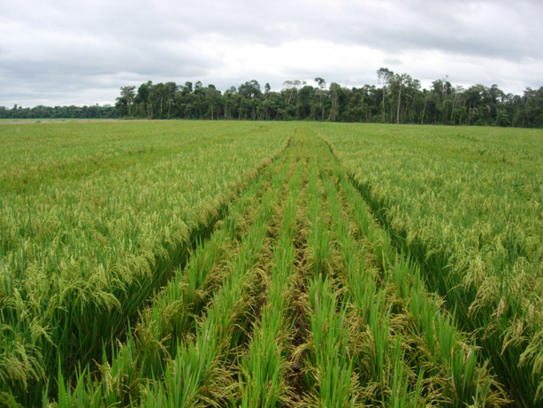 Agriculture : Des avancées significatives notées dans le domaine de la riziculture, selon Anne williams Directrice  de l’USAID/Sénégal