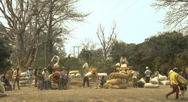 SÉNÉGAL : ÉCHEC DE LA CAMPAGNE AGRICOLE 2013-2014