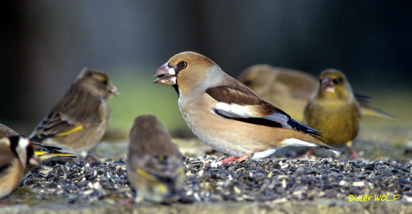 Vélingara : des oiseaux granivores compromettent la production de riz