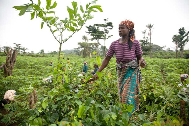 Eradication de  la faim d'ici 2025: l'Afrique met la barre plus haut