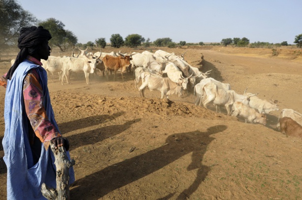 SENEGAL: Un acteur prône des investissements prenant en compte le pastoralisme