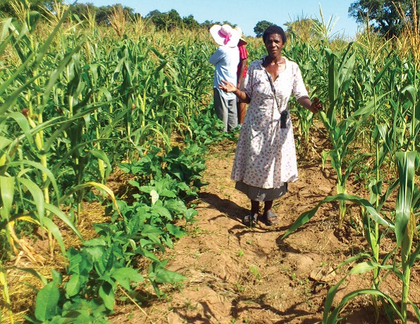 Le Swaziland mise sur l'agriculture commerciale