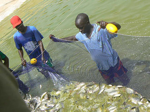 Sénégal : La production de l’aquaculture hausse de 24,9% en 2021