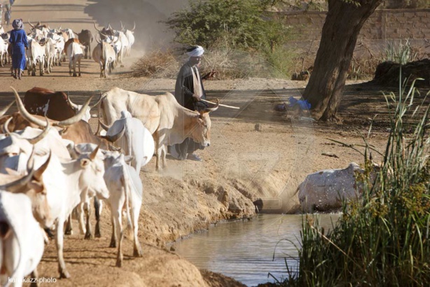 RAPPORT SUR LE FONCIER PASTORAL AU SENEGAL : «LE DOMAINE NATIONAL N'ACCORDE PAS DE PLACE SPÉCIFIQUE A L'ELEVAGE»