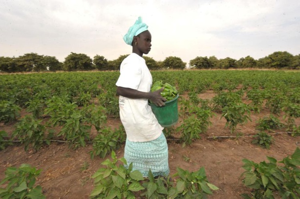 Développement de l'agribusiness au Sénégal - Un projet de 43 milliards de FCfa lancé à Saint-Louis