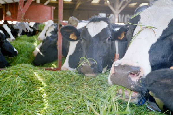 L'élevage contribue à hauteur de 7% au PIB