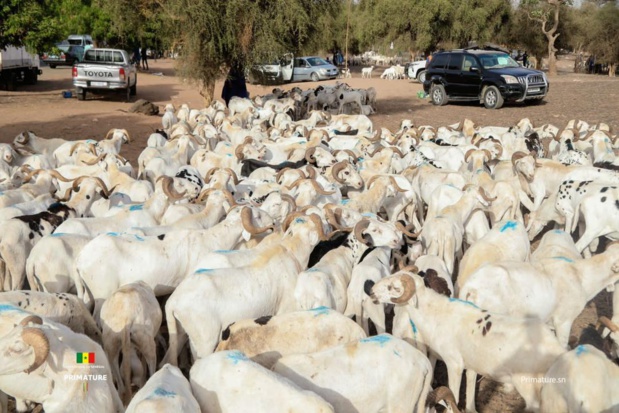 Approvisionnement en mouton, denrées alimentaires : Les éclairages des ministres Abdou Karim Fofana et Samba Ndiobène Ka
