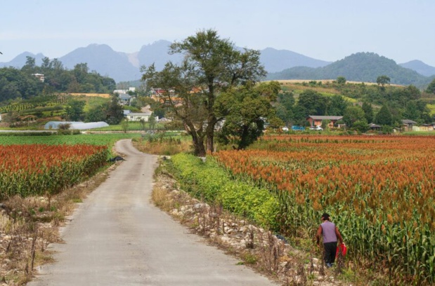 Afrique/Production céréalière mondiale :En hausse mais pas dans les pays pauvres