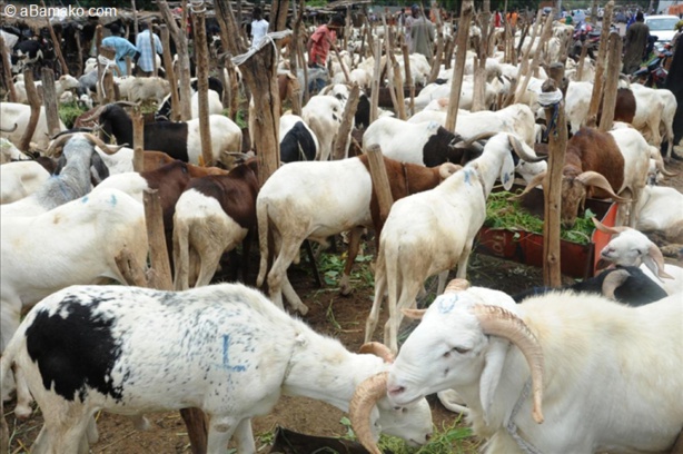 Marché au mouton : la tutelle veut combler le déficit