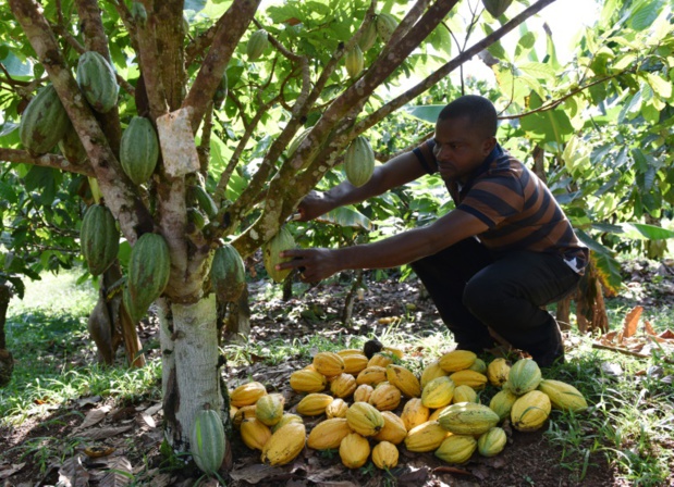 Agriculture : La Commission de l’Uemoa passe en revue l’évolution des productions de rente