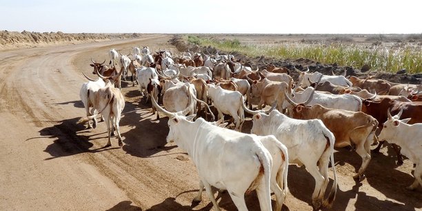 Uemoa : Le nombre de bétail passe de 90,43 millions de têtes en 2001 à 193,02 millions en 2021