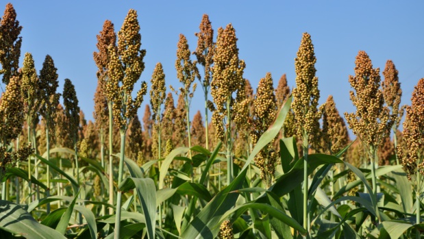 Sénégal : La valeur ajoutée du secteur agricole connaît une croissance de 19,8% entre 2021 et 2022