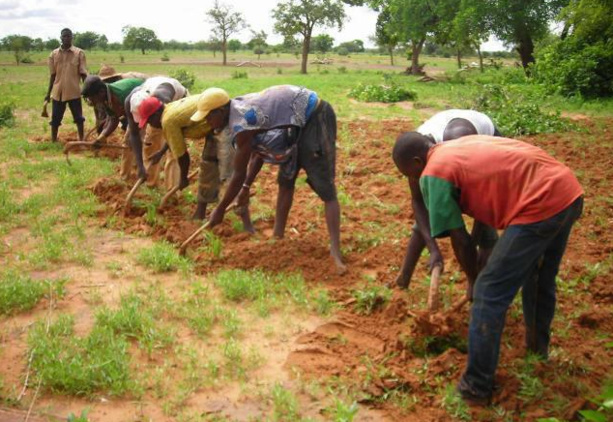 Agriculture : La FAO met en exergue les avantages d’une mise en œuvre des directives volontaires pour le Sénégal