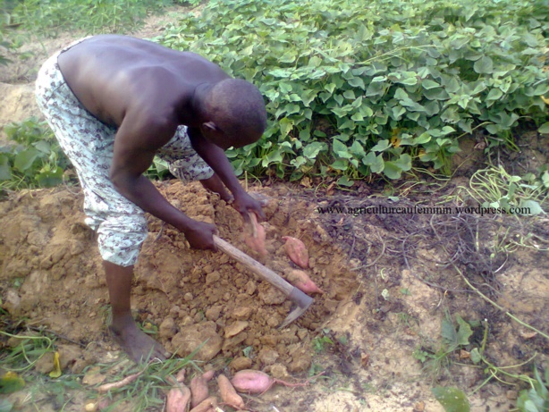 « La patate douce et le manioc jouent un rôle dans l’alimentation de nos concitoyens »